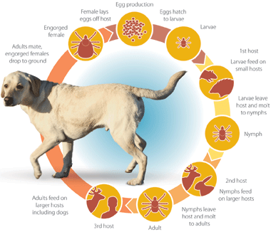 dog-tick-lifecycle