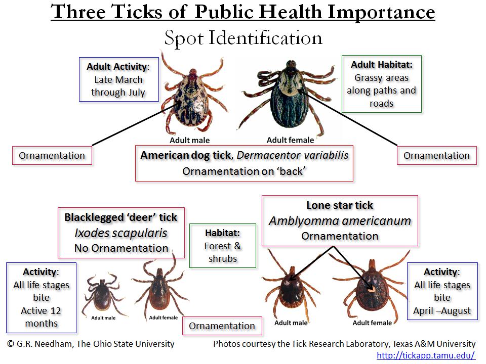 tick chart